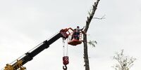 Деревья иль труба — вот в чем вопрос 