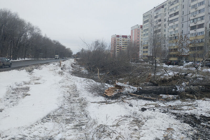 Мост пожирает деревья 