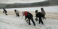 В Сергиевском районе засеяли березы