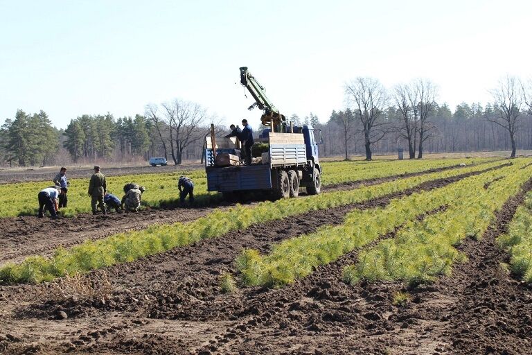 В самарских питомниках выкопают 5 000 000 деревьев