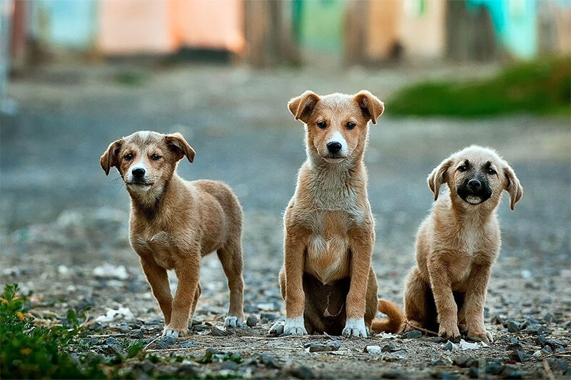 За собак не в ответе никто