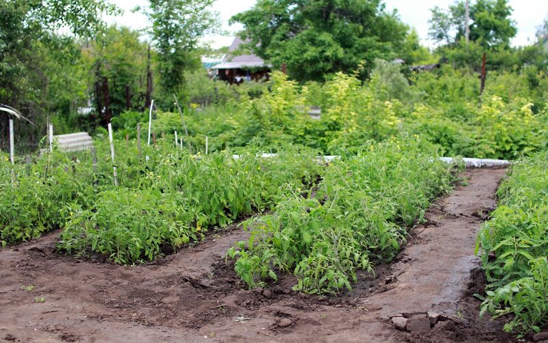 Владимир Карнаух не смог сместить председателя садового товарищества