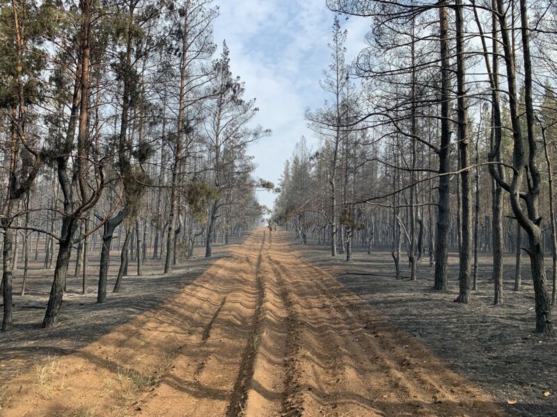 В нацпарке «Бузулукский бор» подсчитывают потери