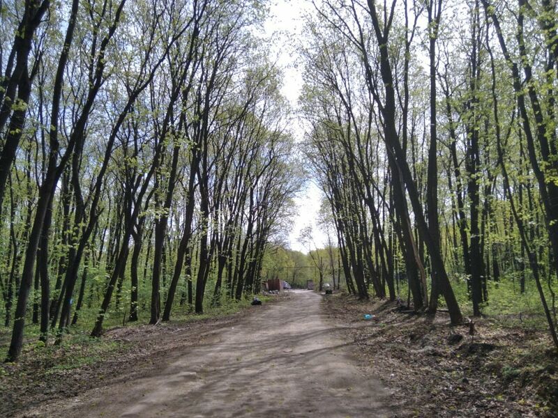 В Парке 60-летия Советской власти началась вырубка деревьев?