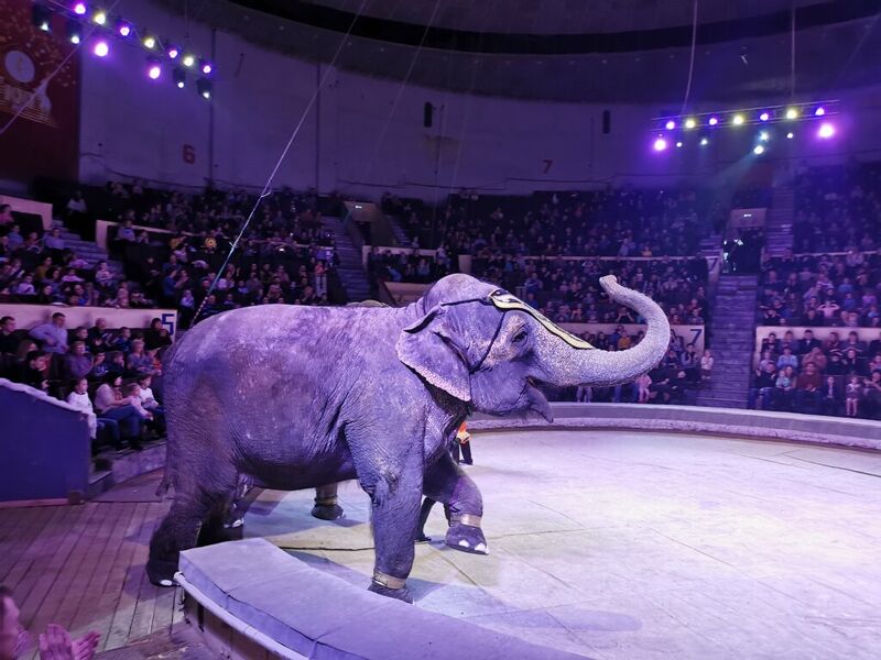 В Самарском цирке спасли животных