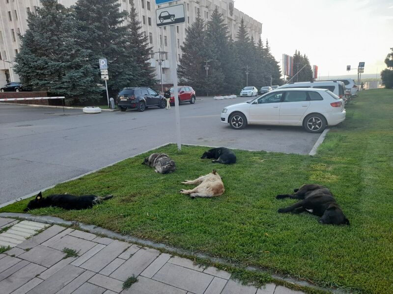 Отловом в Самаре займётся приют «Хати»