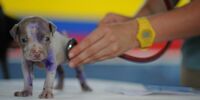 В Самаре на общественных обсуждениях одним голосом одобрили строительство ветеринарной клиники