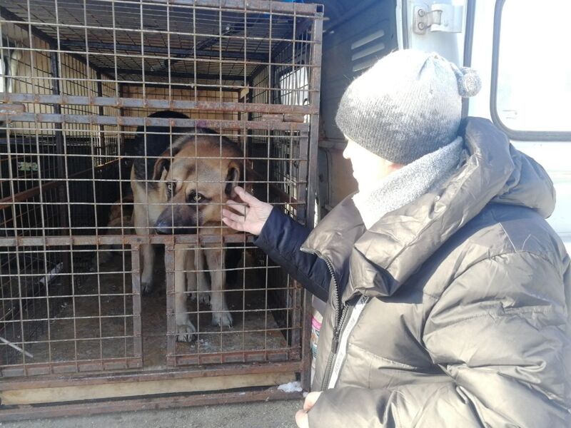 В Прибрежном расстреляли собак