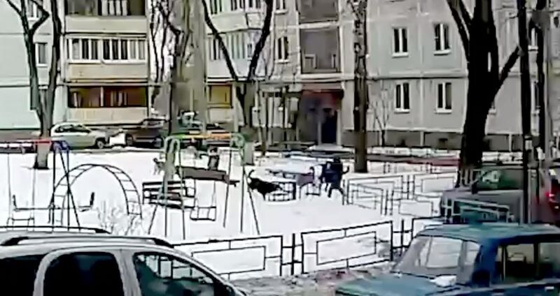 В Самаре завели уголовное дело из-за нападения собак на ребёнка