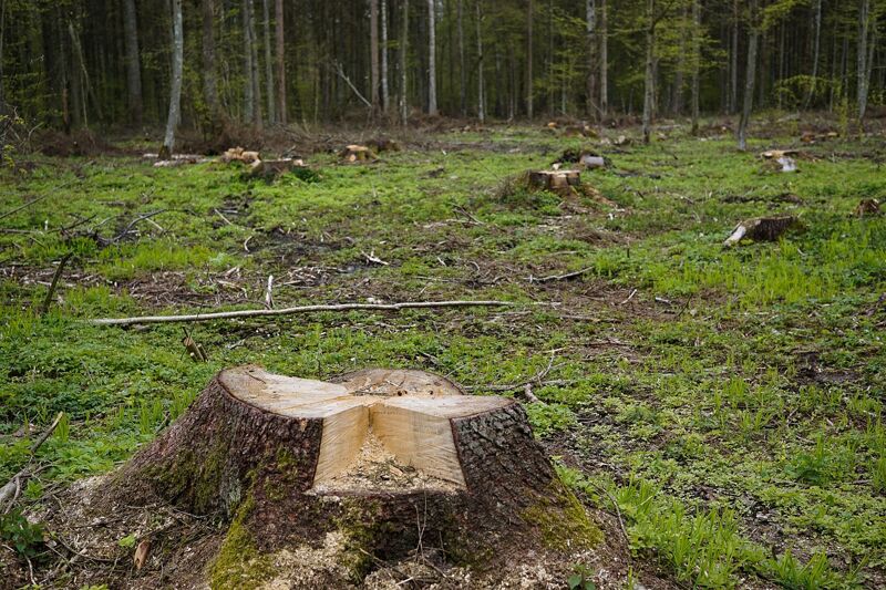 В Самарской области иностранный гражданин получил условный срок за вырубку леса