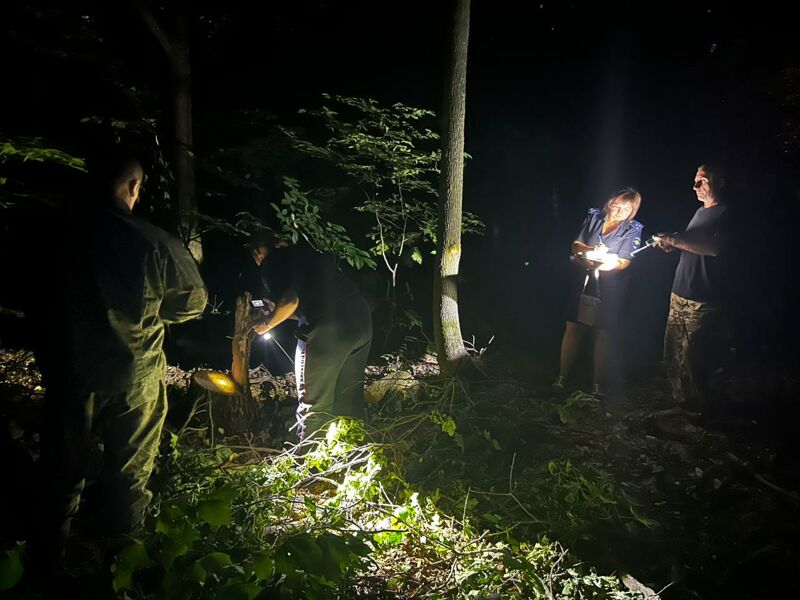 В Кинельском лесничестве на месте правонарушения задержали лесоруба