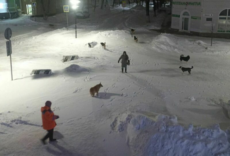 В Новокуйбышевске возбудили уголовное дело по факту нападения собак на людей