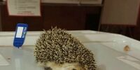 В Елховском районе Самарской области явка на выборах губернатора почти 100%