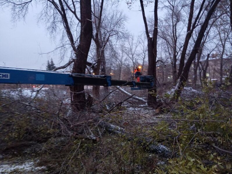 В Самаре вырубили 157 деревьев ради строительства многоэтажек компанией Давидюка