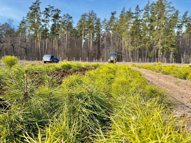 Самарские лесники помогают Снежному саженцами