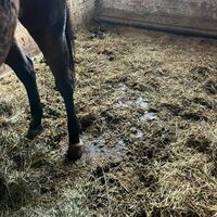 Фото из личного архива родителей воспитанников конно-спортивной школы села Красный Яр