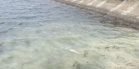 На Большеглушицком водохранилище массово погибла рыба