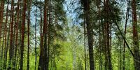 В самарском минприроды сообщили, что раздать планируют не 41,63 га лесных земель