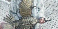 Сотрудники уголовного розыска раскрыли преступление с кражей утки