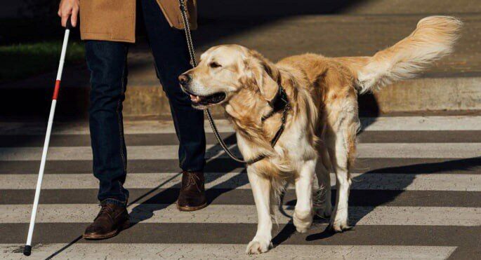 В Самарской области в 2026 году планируют сделать выплату на содержание собак-поводырей