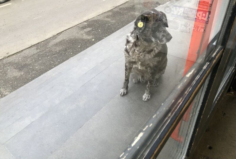 В Самарской области урезали суммы на отлов безнадзорных животных