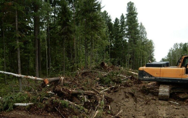 В Тольятти планируют построить дороги, вырубив лес