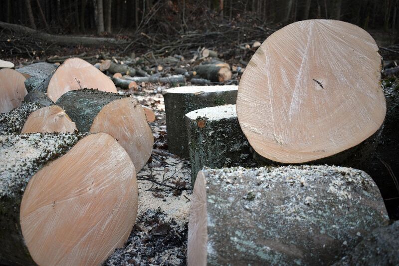 Тольяттинские эко-защитники ищут справедливости у Бастрыкина