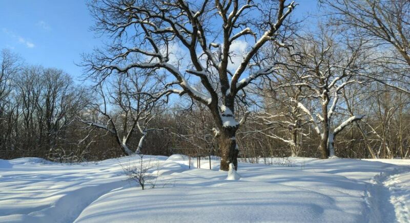 Прокуратура проверяет информацию о размежевании земель лесного фонда лесопарка «Дубки»