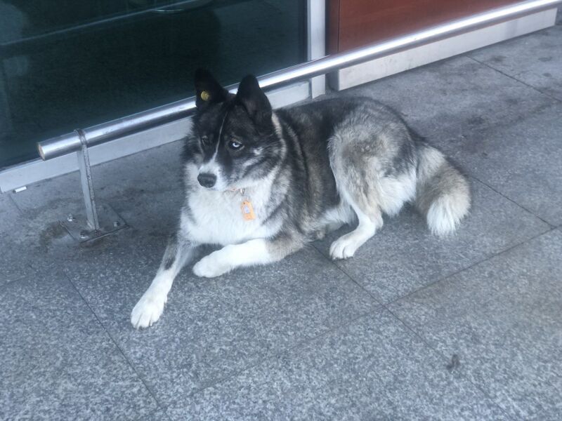 В Самарской области проведут перепись бездомных животных