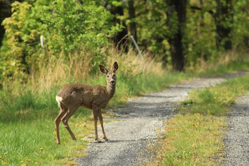 В районе Узюковского леса из-за отсутствия ограждений на трассе гибнут дикие животные