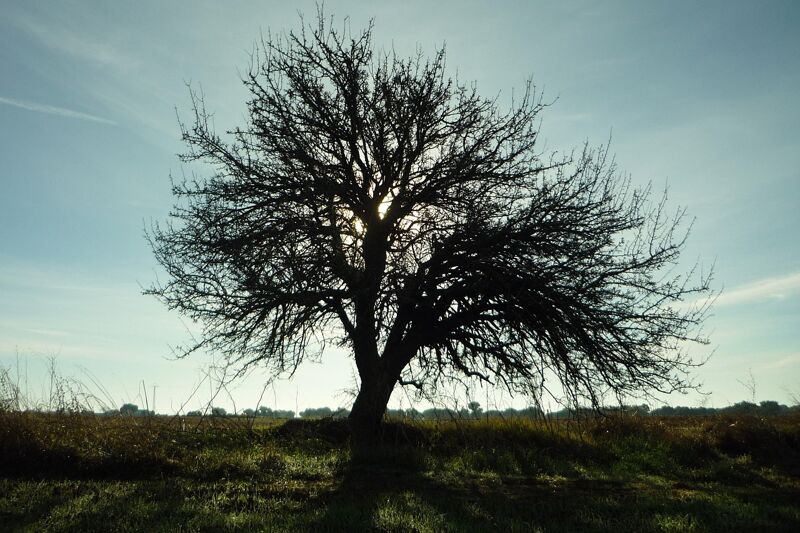 В Самарской области расширят перечень лиц, имеющих право на бесплатную землю в случае гибели участника СВО
