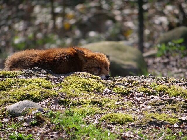 В Самаре деприватизируют участки лесного фонда в Студеном овраге