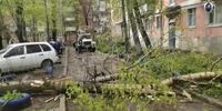 В Самарской области в один день троих человек убило деревьями