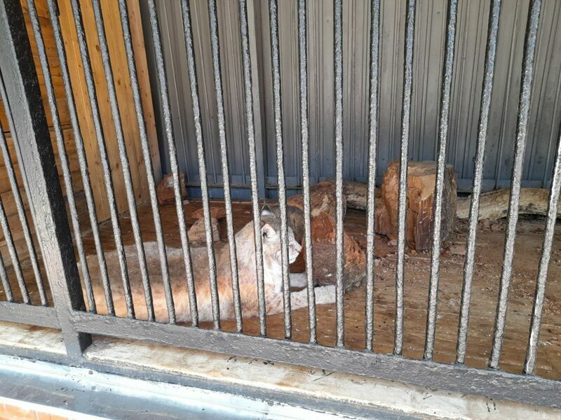 В Самаре снова заговорили о переезде зоопарка