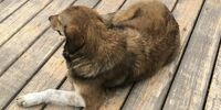 «Счастливая жизнь» продлилась недолго