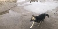 В суды Самарской области за полгода поступили десятки исков о компенсациях пострадавшим от укусов бездомных собак