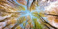 Самарская сетевая компания вырубила лес в Кинельском лесничестве