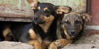 В Самаре возбудили дело о халатности из-за нападения бездомных собак