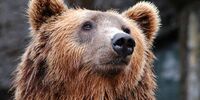 В Самарской области медведей нет, успокаивает комитет охоты и рыболовства