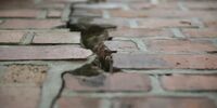 В Самаре мать с тремя детьми годами жила в аварийном доме