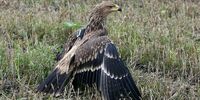 В Сызранском районе ток на ЛЭП убил краснокнижного орла